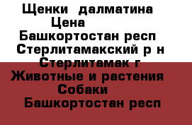 Щенки  далматина › Цена ­ 5 000 - Башкортостан респ., Стерлитамакский р-н, Стерлитамак г. Животные и растения » Собаки   . Башкортостан респ.